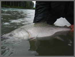 Salmon fisihng Skeena River